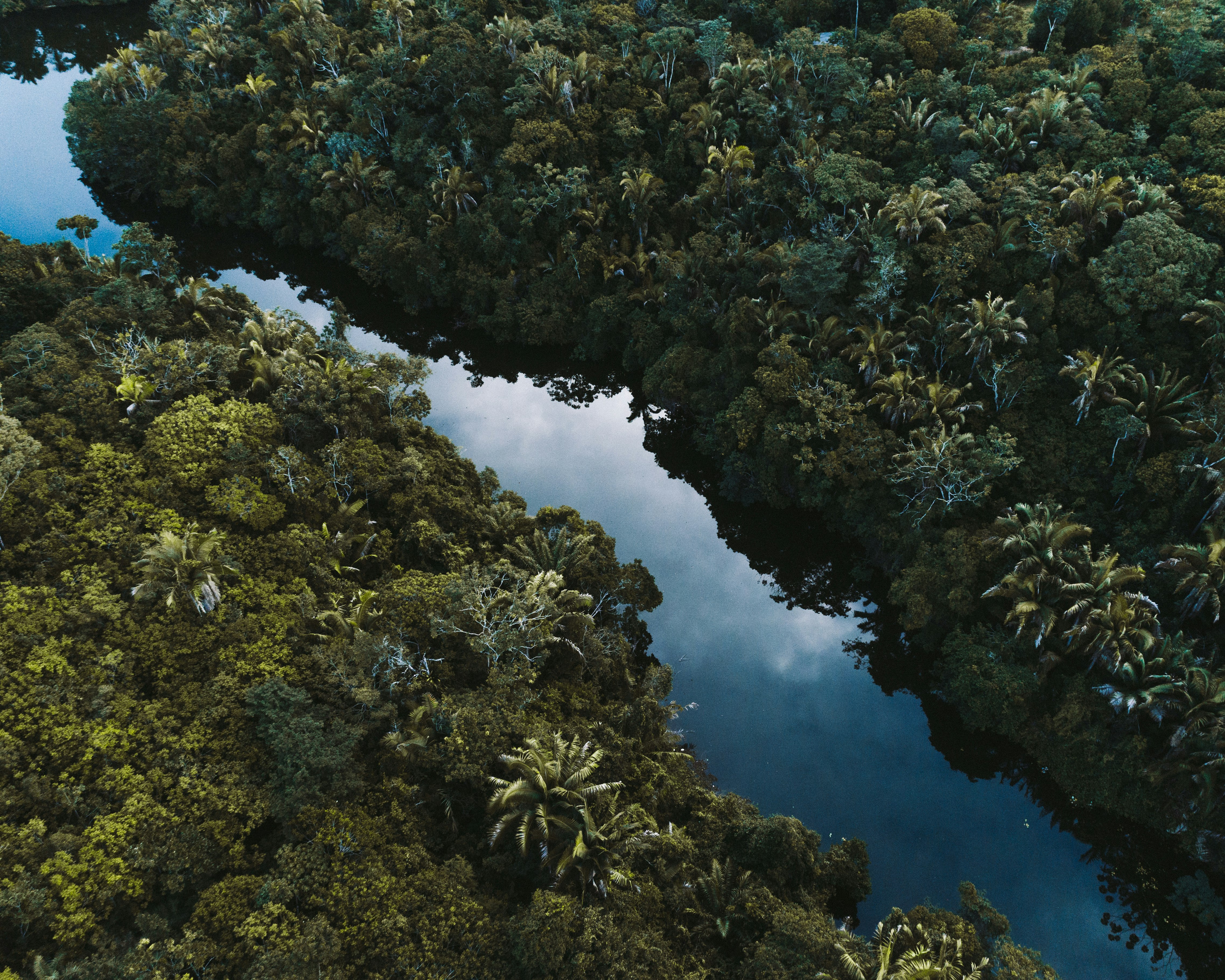 body of water surrounded by trees